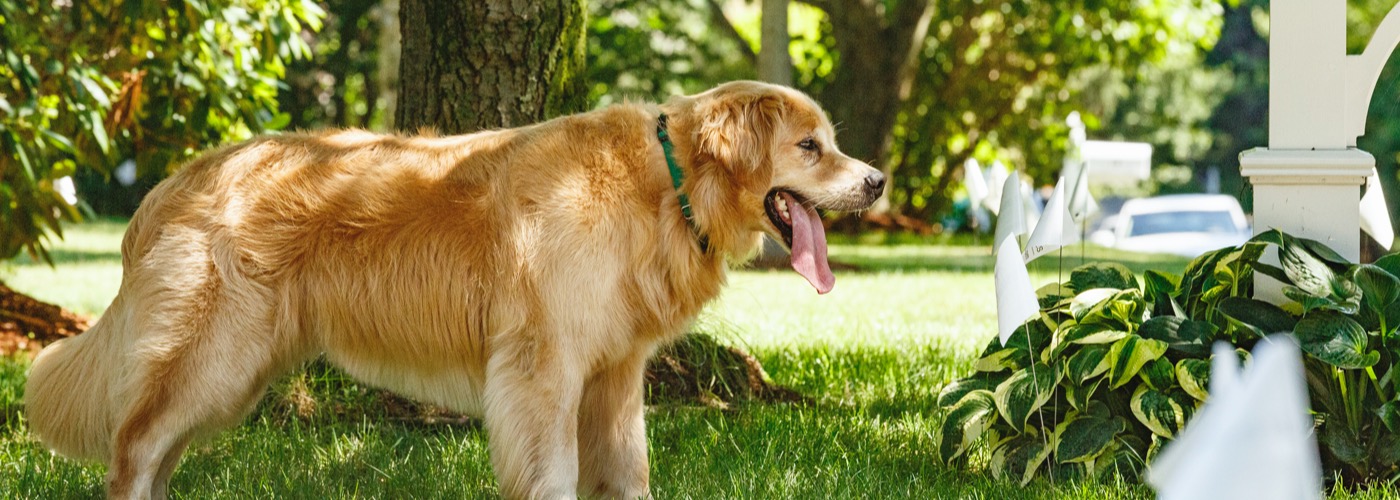 DogWatch of the Twin Cities, Chaska, Minnesota | Outdoor Hidden Dog Fences Slider Image