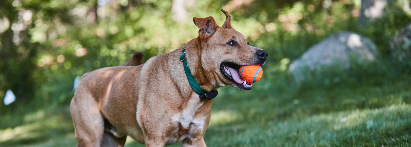 DogWatch of the Twin Cities, Chaska, Minnesota | ProFenceX Slider Image